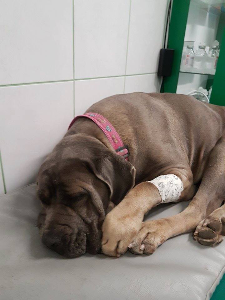 Dragusia w dniu 30.09.2017 przeszła zabieg sterylizacji 